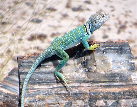 12 Unexpected Facts About Arizona’s Petrified Forest National Park