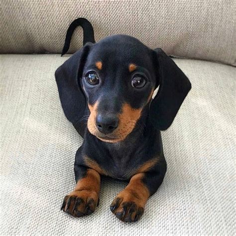 Artistic on Twitter | Dachshund puppies, Cute baby animals, Weenie dogs