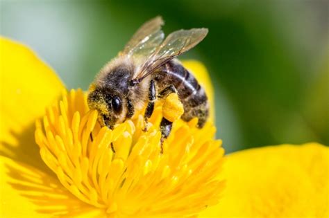 Pollinating Bee Free Stock Photo - Public Domain Pictures