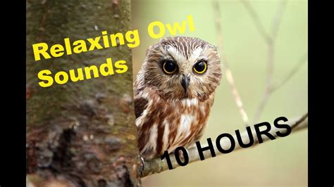 🎧 Best Owl Sounds In The Forest 10 HOURS LONG. Best Relaxing Owl Sounds - YouTube