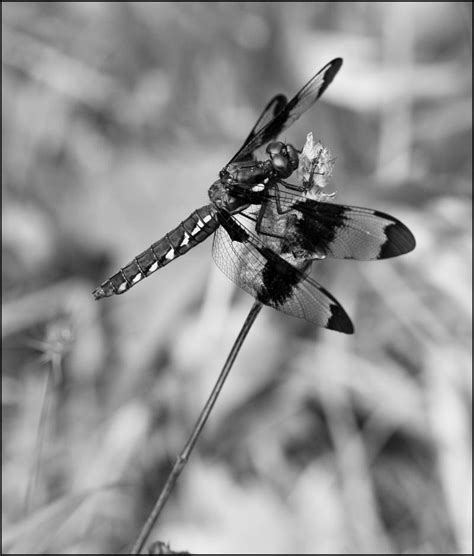 Black and white Dragonfly by Eruwyn on DeviantArt