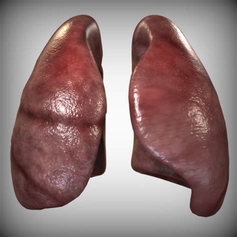 3d human lungs model