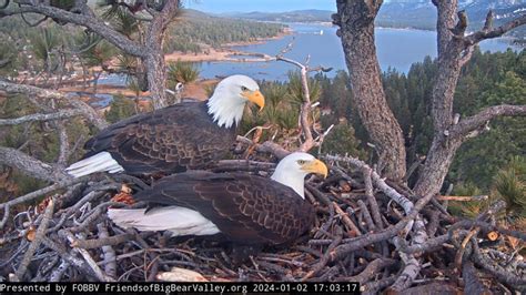 Eagle couple Jackie and Shadow are parents again, eggs laid Thursday ...