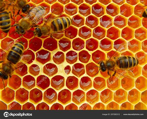 Bees On Honey - HooDoo Wallpaper