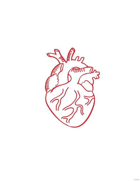 Red Anatomical Heart Drawing in Illustrator, PDF, SVG, JPG, EPS, PNG - Download | Template.net