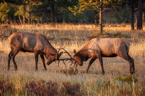 Two Young Bull Elk Practice Fighting Fine Art Photo Print | Photos by ...