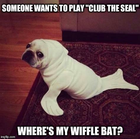 Club the Seal - Imgflip