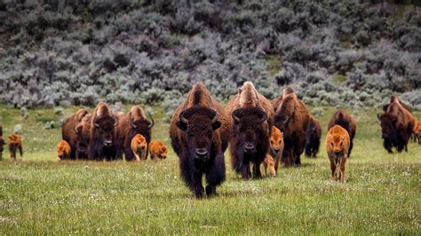 Wildlife - National Parks Action Fund