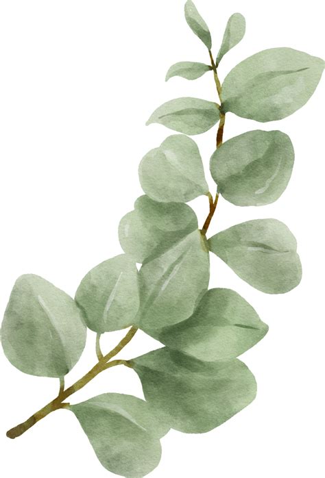 Aquarell Eukalyptus Png Vektoren Clipart Und Psd Zum Kostenlosen | Porn Sex Picture