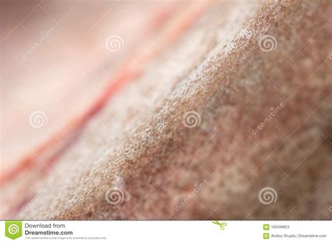 Catfish Skin As a Background. Macro Stock Image - Image of lure, flyfish: 100499823