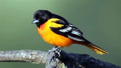 🔥 [92+] Orioles Wallpapers | WallpaperSafari