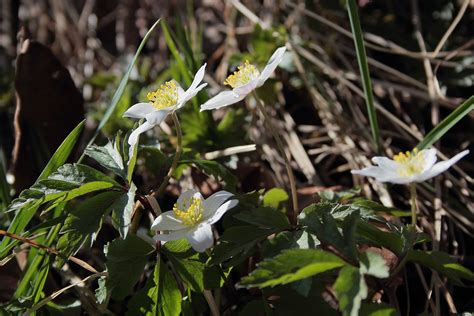 Flowers Wood Anemones Early - Free photo on Pixabay - Pixabay