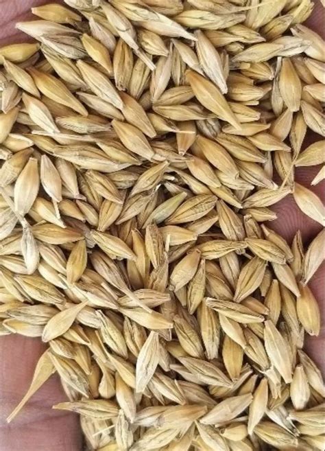 Dry Brown Whole Barley Grain, Size: 2mm, High in Protein at Rs 22/kg in Jhansi