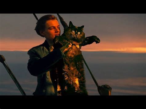 OwlKitty's 'Titanic with a Cat' video goes viral and the internet just ...