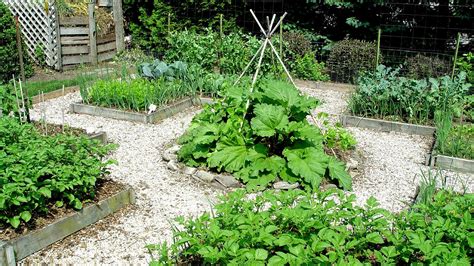 Arizona Vegetable Garden - Vege Choices