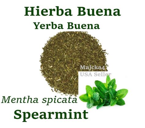 Hierbabuena Hierba Buena Yerba Buena Hierba Buena Spearmint Tea Mentha Spicata - Etsy