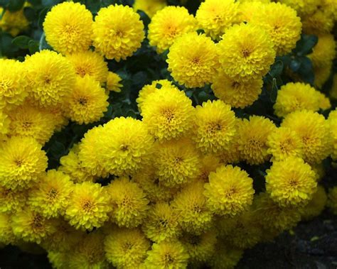 Buy Marigold YELLOW Flowers 100% Organic Seeds for Home Garden - Pack ...