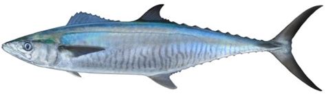 Narrow barred Spanish mackerel - Alchetron, the free social encyclopedia