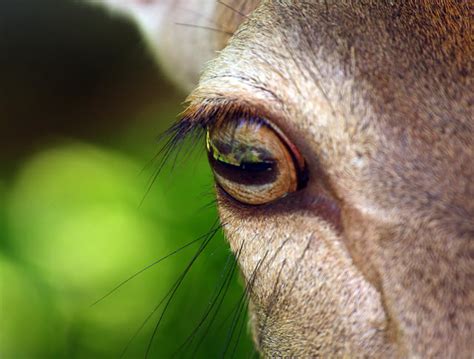 Deer Eyes [A Complete Guide to Deer Vision - How & What Deer See]