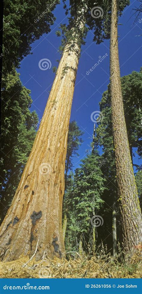 General Sherman Tree stock photo. Image of national, beauty - 26261056