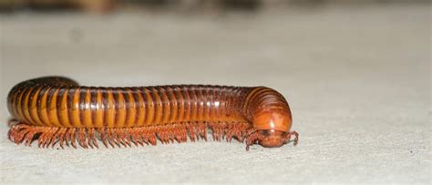 Millipede - A-Z Animals