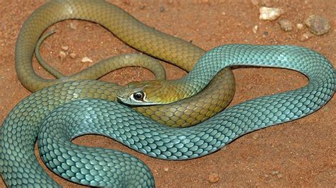 New venomous snake species identified in outback Queensland and other parts of Australia ...