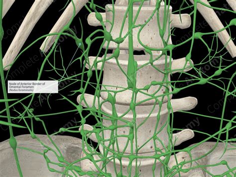 Node of Anterior Border of Omental Foramen | Complete Anatomy