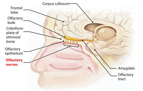 #1,2 뇌신경(Cranial nerve) ; 후각신경(Olfactory nerve), 시각신경(Optic nerve ...