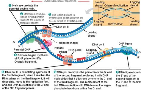 bacterial_replication.html 18_14BactChromReplication_L.jpg