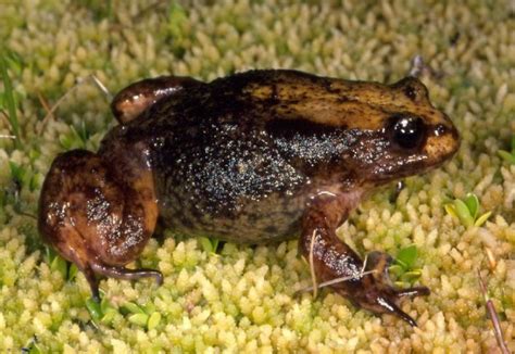 Baw Baw Frog - Baw Baw Biodiversity Page