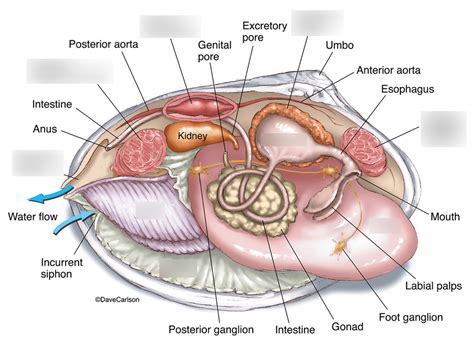 Clam Anatomy Diagram | Quizlet