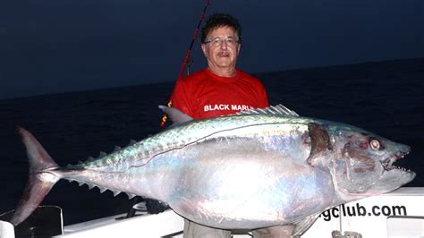 Dogtooth tuna or Gymnosarda unicolor - Rod Fishing club