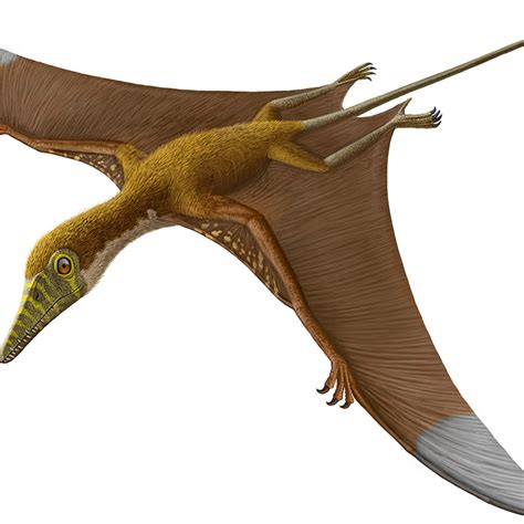 Prehistoric Flying Reptiles