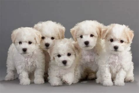 Where To Adopt Bichon Frise Puppies - Puppy4Homes