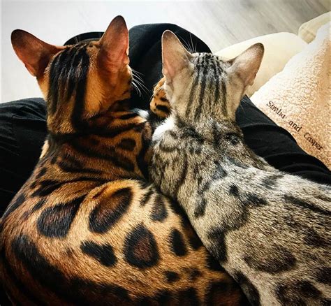 Bengal Cat Colors and Patterns