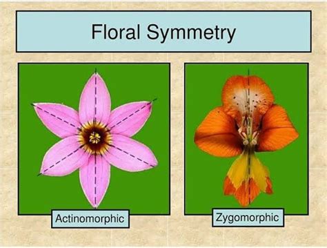 LOOK AT THE SYMMETRY OF FLOWER.... - Department Of Botany | Facebook