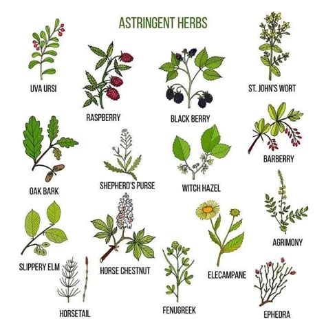 30 Native American Herbal Remedies | Medical herbs, Medicinal plants, Herbs