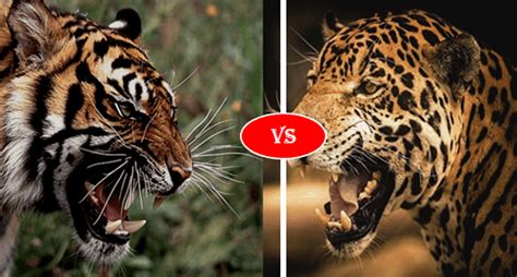 Bengal Tiger vs Jaguar Fight comparison, who will win?