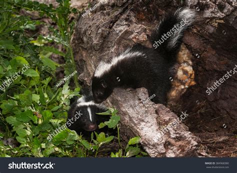 Baby Striped Skunk Mephitis Mephitis Looks Stock Photo 384968380 ...