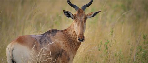 Topi | African Wildlife Foundation