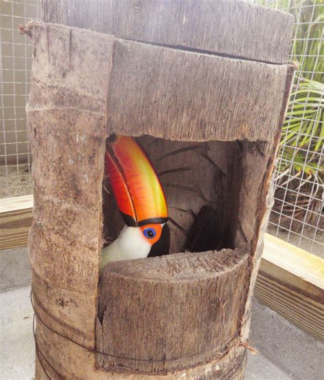 Nest Logs for Toco Toucans | Adventures in Toucanland