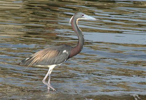 Tricolored Heron - Egretta tricolor - NatureWorks