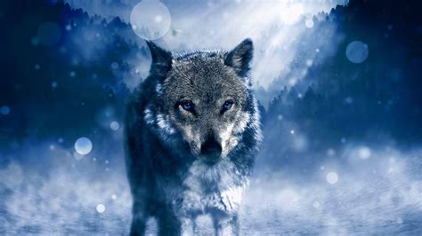 Wolf Ultra HD Wallpapers - Wallpaper Cave