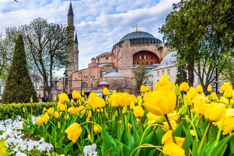 Tulip: The flower lending its name to an Ottoman period | Daily Sabah