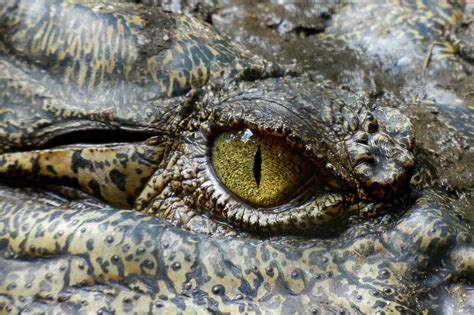 Krokodil Oog Dier · Gratis foto op Pixabay