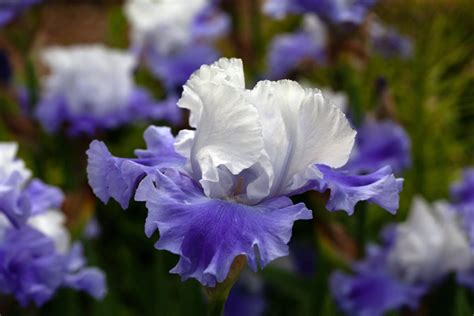 Discover the Croatian National Flower - The Iris - Total Croatia