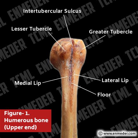 Medial Bicipital Groove