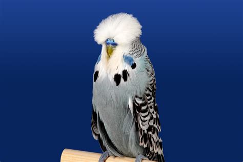 Budgerigar Care – AE James