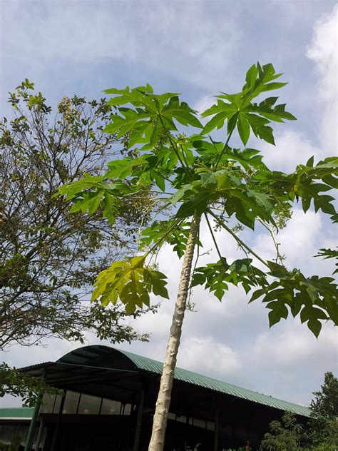 Male Papaya Tree With Flower Free Stock Photo - Public Domain Pictures