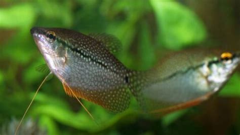 Gourami Breeding Guide (Everything You Need to Know) - Avid Aquarist